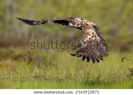 White-tailed eagle in flight, large wingspread