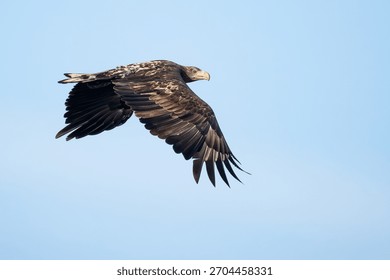White-tailed eagle gliding low over the water, powerful wings and sharp focus. Majestic white-tailed eagle landing on a rocky shore, wings spread wide. Eagle soaring above forested cliffs
