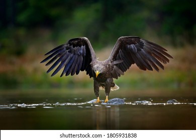 White-tailed Eagle, Haliaeetus albicilla, flying above the water, bird of prey with forest in background, animal in nature habitat, wildlife, Norway. Eagle in water lake, drops splash - big wings. 