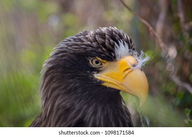 White-tailed eagle (Haliaeetus albicilla), also known as the ern, erne, gray eagle, Eurasian sea eagle and white-tailed sea-eagle. They are considered a close cousin of the bald eagle - Shutterstock ID 1098171584