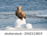 A white-tailed eagle (Haliaeetus albicilla) perches proudly on a snowy ice floe, surveying its surroundings. Its brown plumage contrasts with the icy, blue water background.