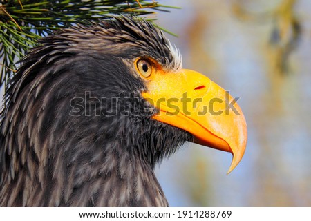 White-tailed eagle (Haliaeetus albicilla) portrait of his head with the big yellow beak and eyes 