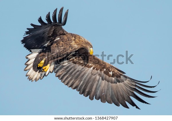 Whitetailed Eagle Haliaeetus Albicilla Real Wildlife Stock Photo 