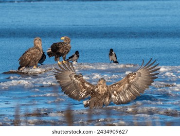 White-tailed Eagle with spread wings and two other in background on wetland with little ice