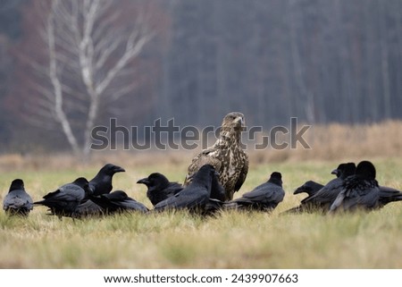 A white-tailed eagle surrounded by ravens in a meadow
