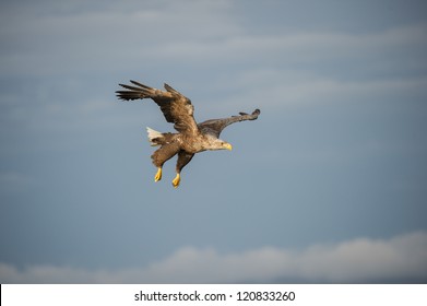 A White-tailed Eagle Swooping Down From Around 300 Feet To Catch A Fish That It Has Spotted.