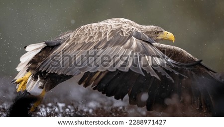 White-tailed eagle take off flight