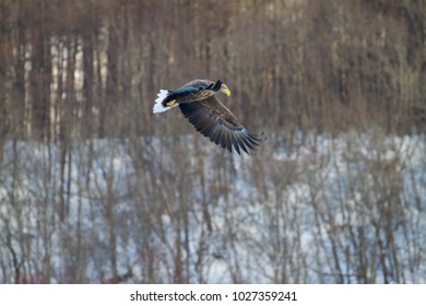 White Eagle Vs Cranes Images Stock Photos Vectors