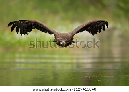 White-tailed eagles are versatile and opportunistic hunters and carrion feeders, sometimes pirating food from other birds and even otters.