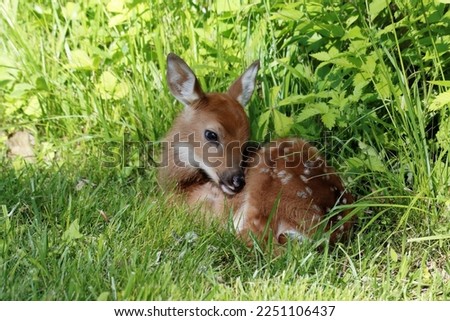 White-tailed fawn resting in the grass