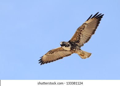White-tailed Hawk (Buteo albicaudatus) in Flight - Texas