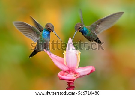 White-tailed Hillstar, Urochroa bougueri, two hummingbirds in flight by the ping flower, green and yellow background, two feeding birds in the nature habitat, Montezuma, Colombia.