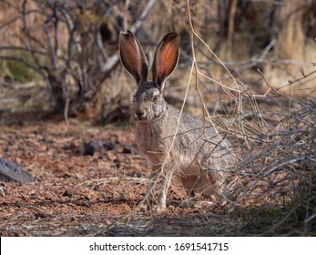 White-tailed Jack Rabbit Sitting Still