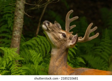 White-tailed male deer with big antlers eating from tree leaves in the woods 