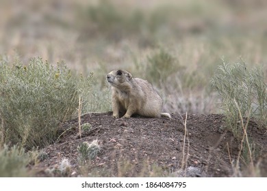 White-tailed Prairie Dog (cynomys Leucurus) Sitting On A Mound