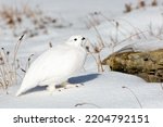 White-tailed Ptarmigan in Snow and  Rocks
