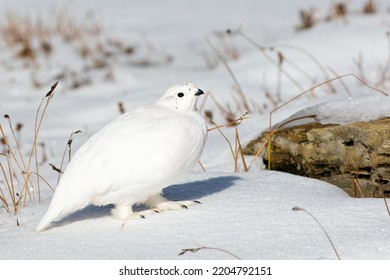 White-tailed Ptarmigan in Snow and  Rocks - Shutterstock ID 2204792151
