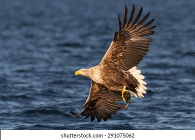 White-tailed Sea Eagle