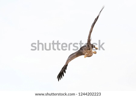 Similar – Awesome bird of prey in flight