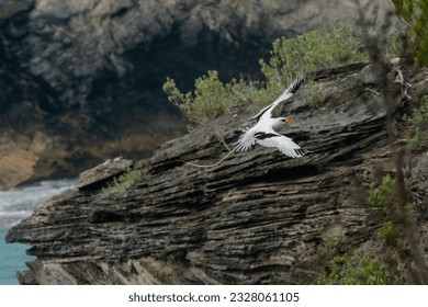 A white-tailed tropicbird (Phaethon lepturus), also known as a longtail, soars off the coast of Bermuda, where it is a welcome harbinger of spring