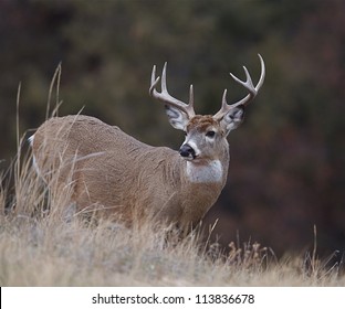 White-tailed / Whitetail Buck Deer Against Natural Dark Background; White Tailed / Whitetailed / White Tail / White-tail / Deer Hunting / Big Buck / Big Game Hunting