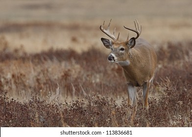 White-tailed / Whitetail Buck Deer In Prairie Habitat, Montana; White Tailed / Whitetailed / White Tail / White-tail / Deer Hunting / Big Buck / Big Game Hunting