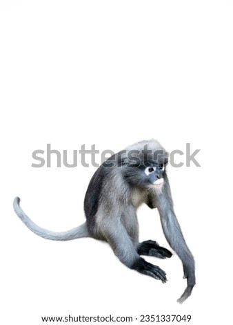 White-thighed Colobus isolated​ on​ white​ background.