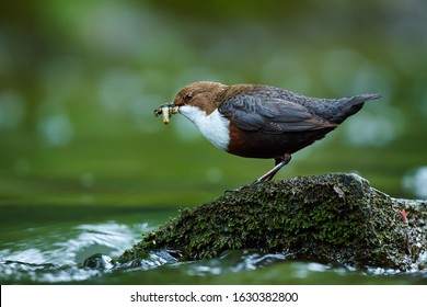 White-throated Dipper, Cinclus cinclus,with food in the bill, nesting time. A bird that can swim. Animal behavior in the nature habitat. Wildlife scene from Czech Republic.