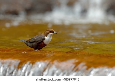 White-throated Dipper, Cinclus Cinclus, Water Diver With Food In The Bill, Germany. Bird With Waterfall In The Background. Animal In Nature Habitat.