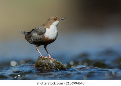 white-throated dipper from the river