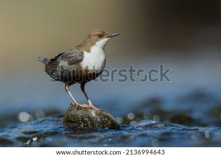 white-throated dipper from the river