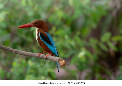 White-throated Kingfisher , Kingfisher bird.