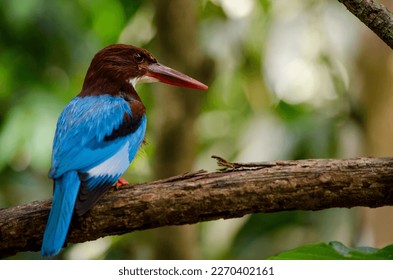 The white-throated kingfisher (Halcyon smyrnensis) also known as the white-breasted kingfisher. It can often be found well away from water where it feeds on a wide range of prey perch on a branch.