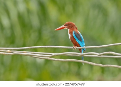 The white-throated kingfisher (Halcyon smyrnensis ) also known as the white-breasted kingfisher is a tree kingfisher, widely distributed in Asia from the Sinai east through the Indian subcontinent.
