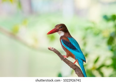 white-throated kingfisher also known as the white-breasted kingfisher is a tree kingfisher