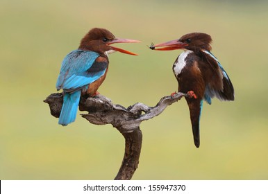 White-throated kingfisher male carrying a meal for female during the breeding season
