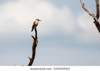 A white-throated kingfisher perched atop a barren tree branch with the blue sky in background - Powered by Shutterstock