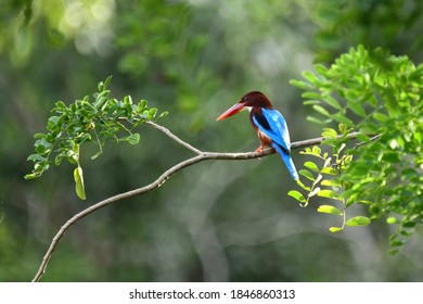 A White-Throated Kingfisher perched on tree branch.