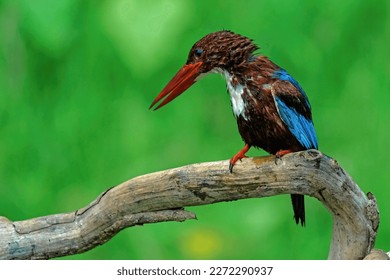 White-throated kingfisher perching on branch
