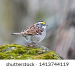 White-throated sparrow perching on a rock green vegetation