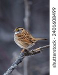 White-Throated Sparrow is a small bird that frequents feeders 
