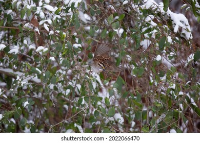 White-throated Sparrow (Zonotrichia Albicollis) Eating A Purple Berry During A Windy Snow Storm