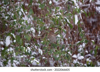 White-throated Sparrow (Zonotrichia Albicollis) Hopping From One Perch On A Bush To Another During A Windy Snow Storm