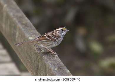 White-throated Sparrow (zonotrichia albicollis) perched on a wooden boardwalk