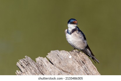 White-throated Swallow in South Africa