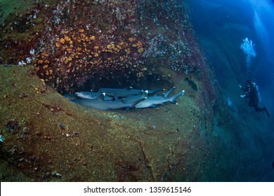 Whitetip Reef Shark, Triaenodon Obesus