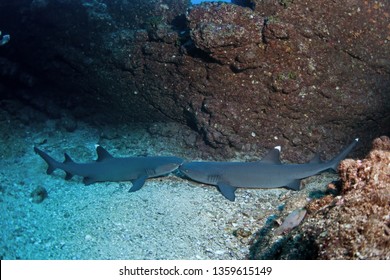 Whitetip Reef Shark, Triaenodon Obesus