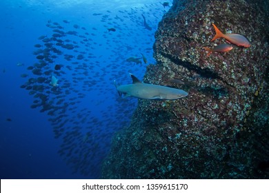 Whitetip Reef Shark, Triaenodon Obesus