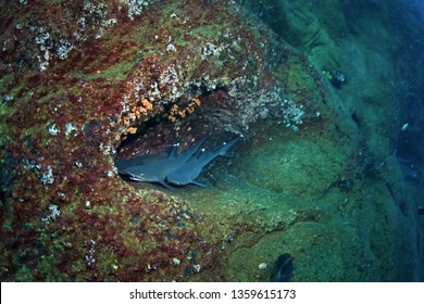 Whitetip Reef Shark, Triaenodon Obesus