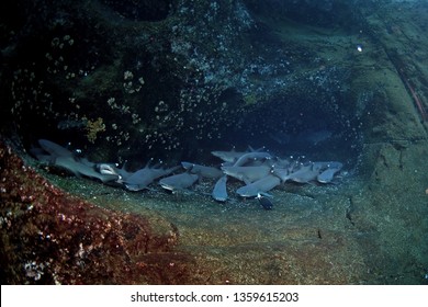 Whitetip Reef Shark, Triaenodon Obesus